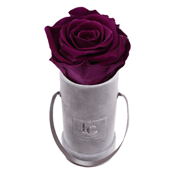 CLASSIC INFINITY ROSEBOX | VELVET PLUM | XXS