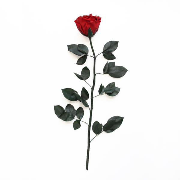 Long Stem Infinity Rose | Vibrant Red | 1 Rose